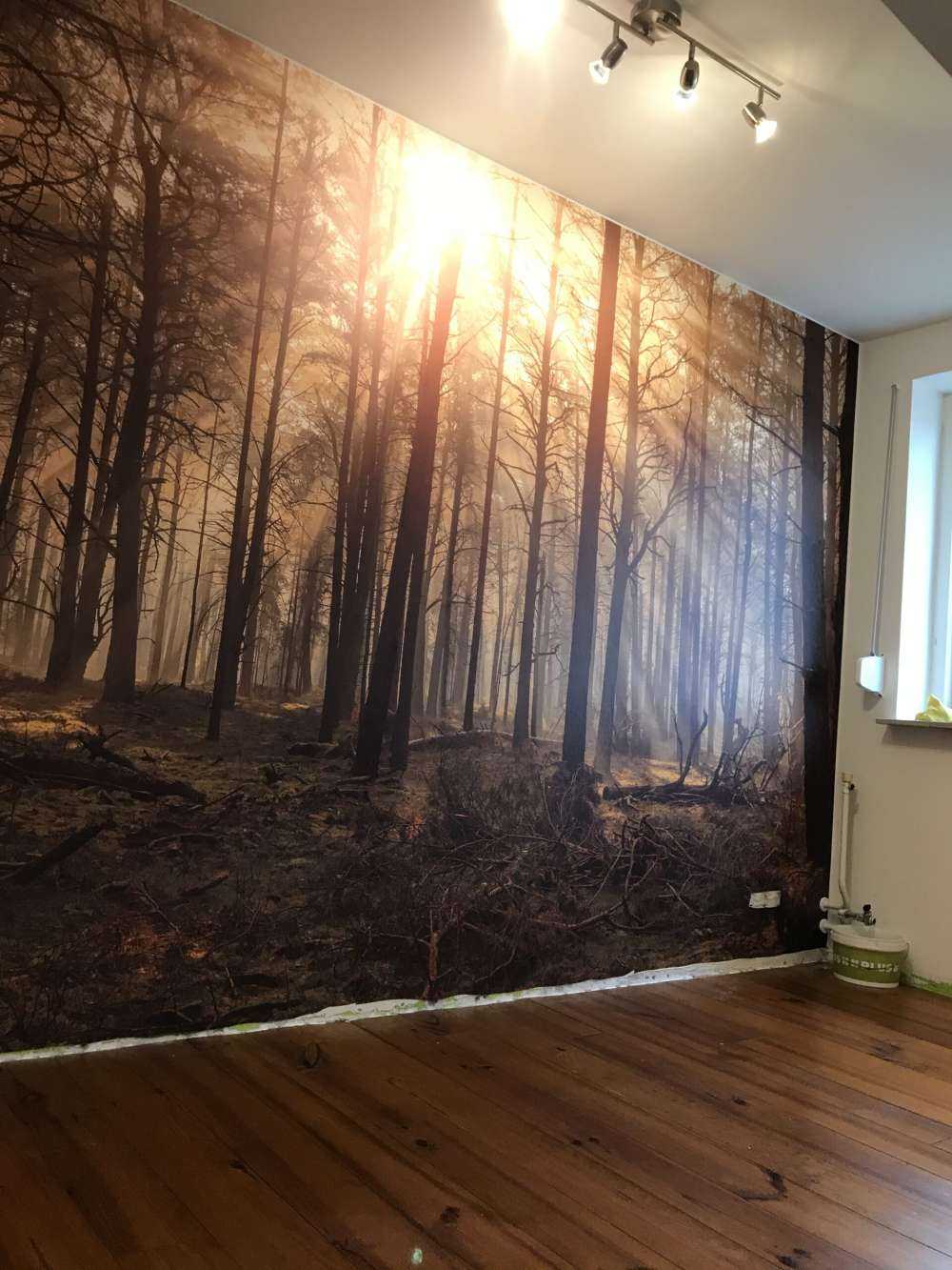 Forêt avec de grands arbres