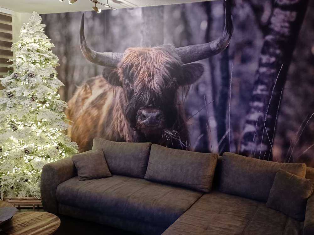 Highland écossais