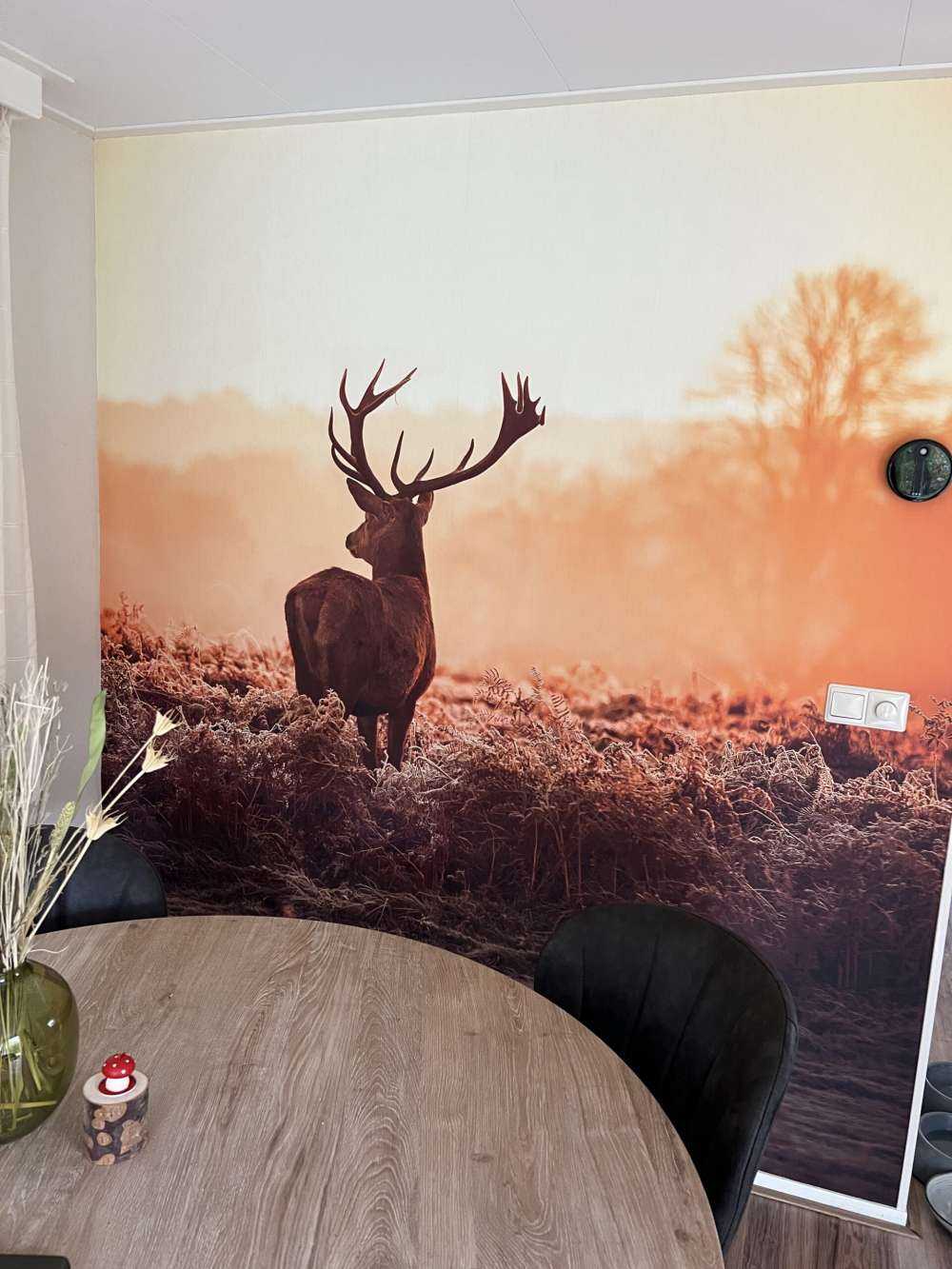 Cerf au lever du soleil