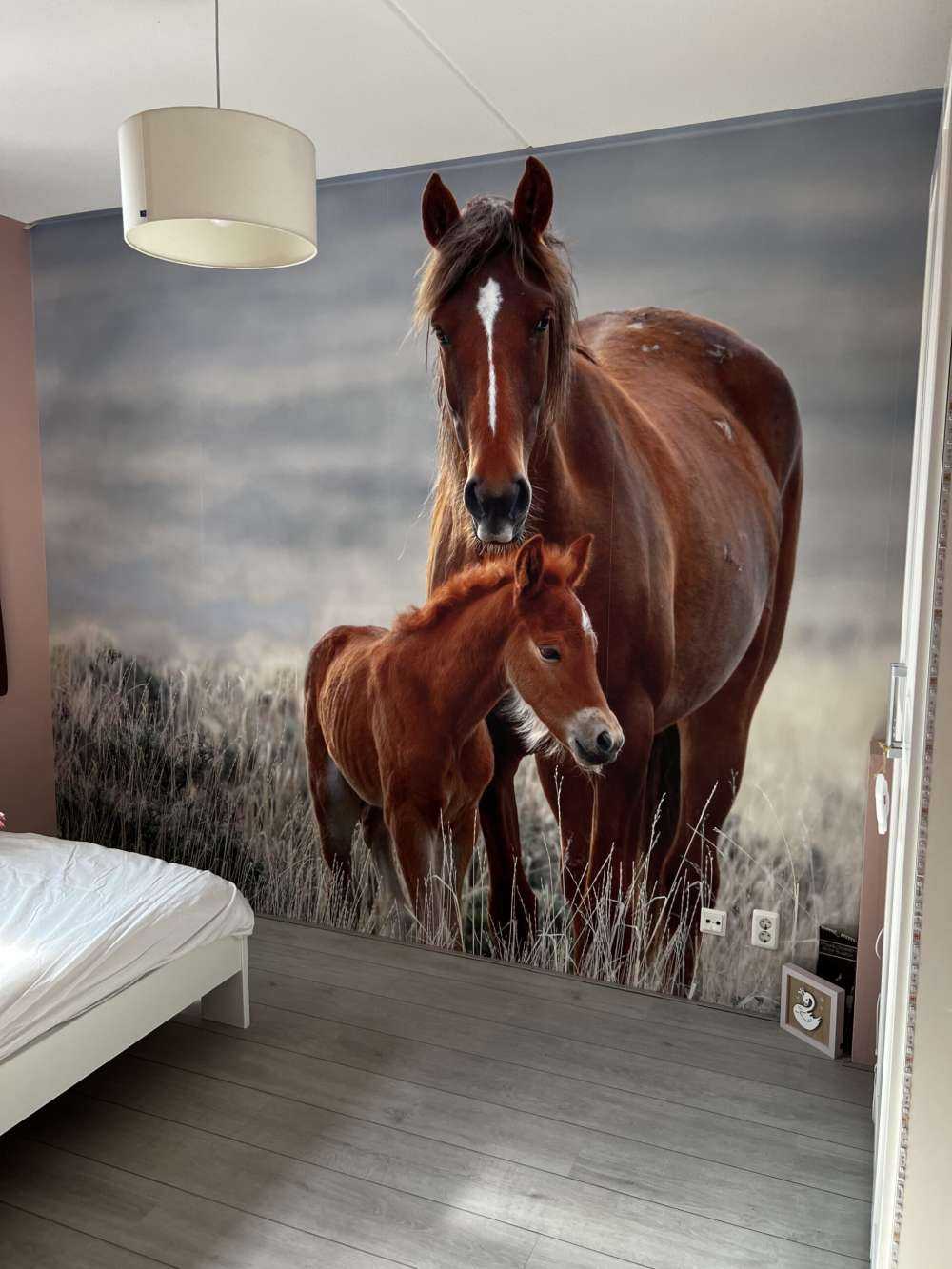 Chevaux sauvages