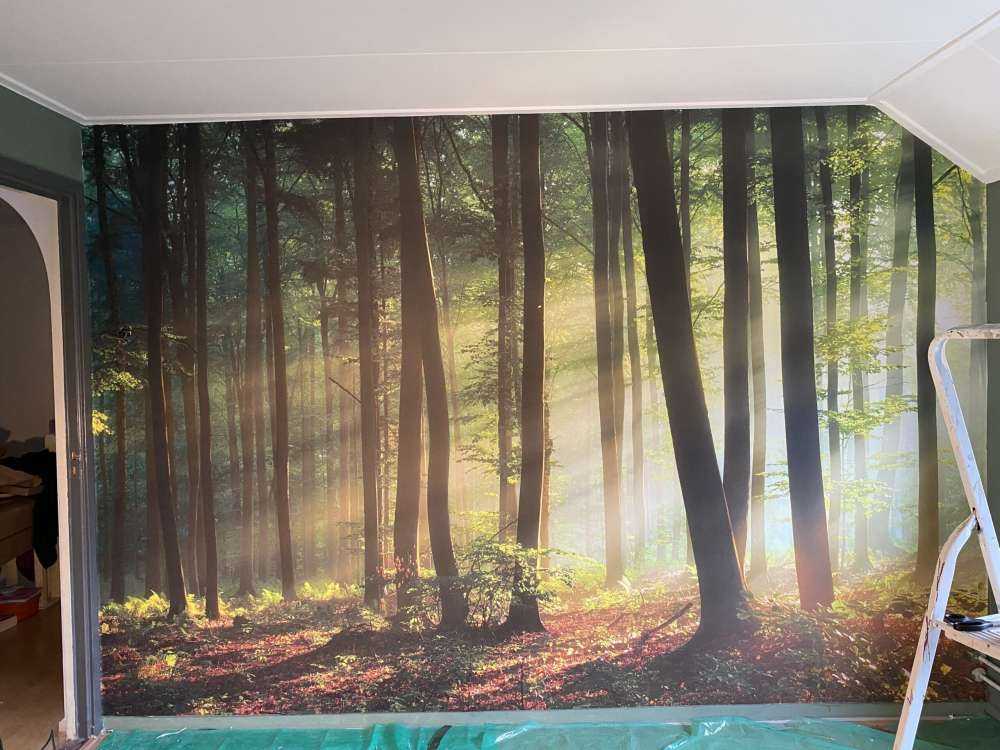 Soleil matinal parmi les arbres