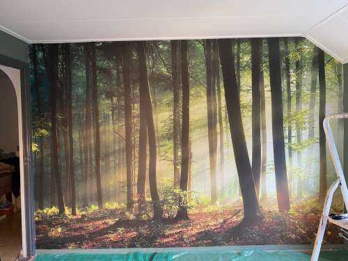 Soleil matinal parmi les arbres