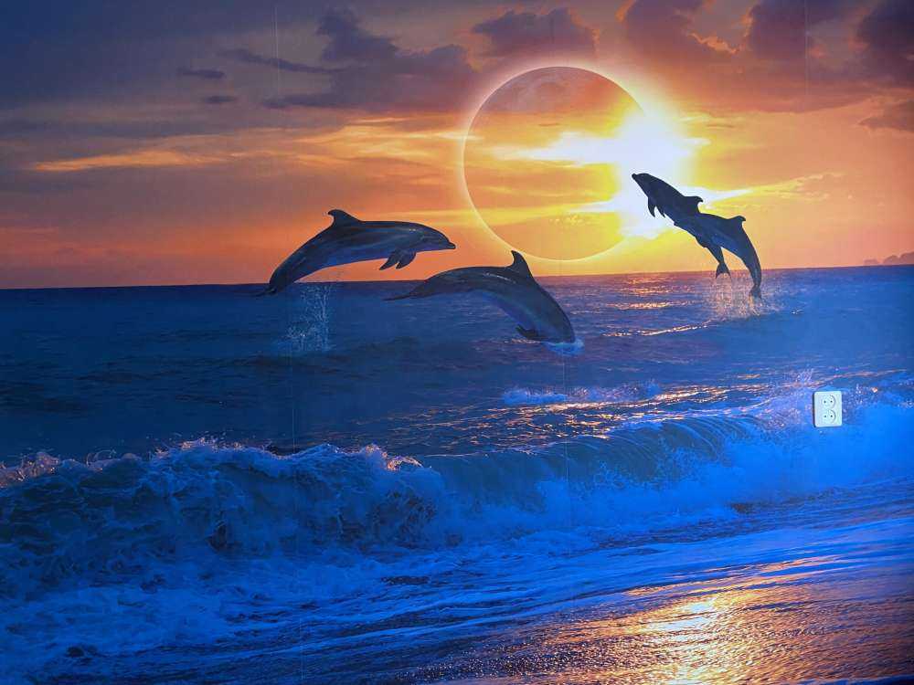 Dauphins au coucher du soleil