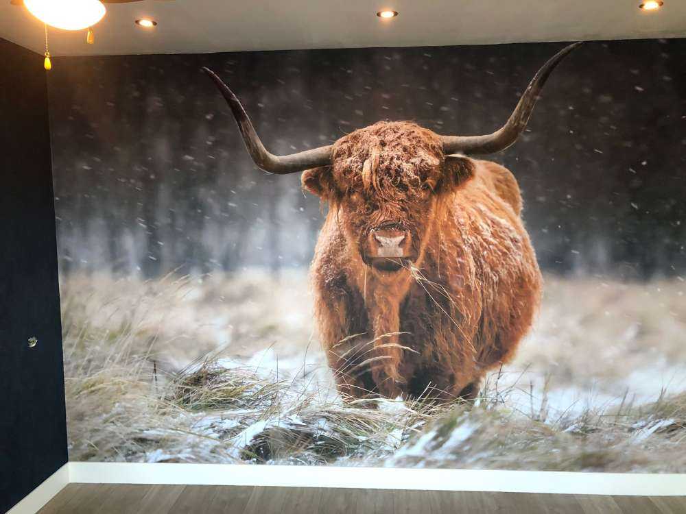 Snowy Highland cow