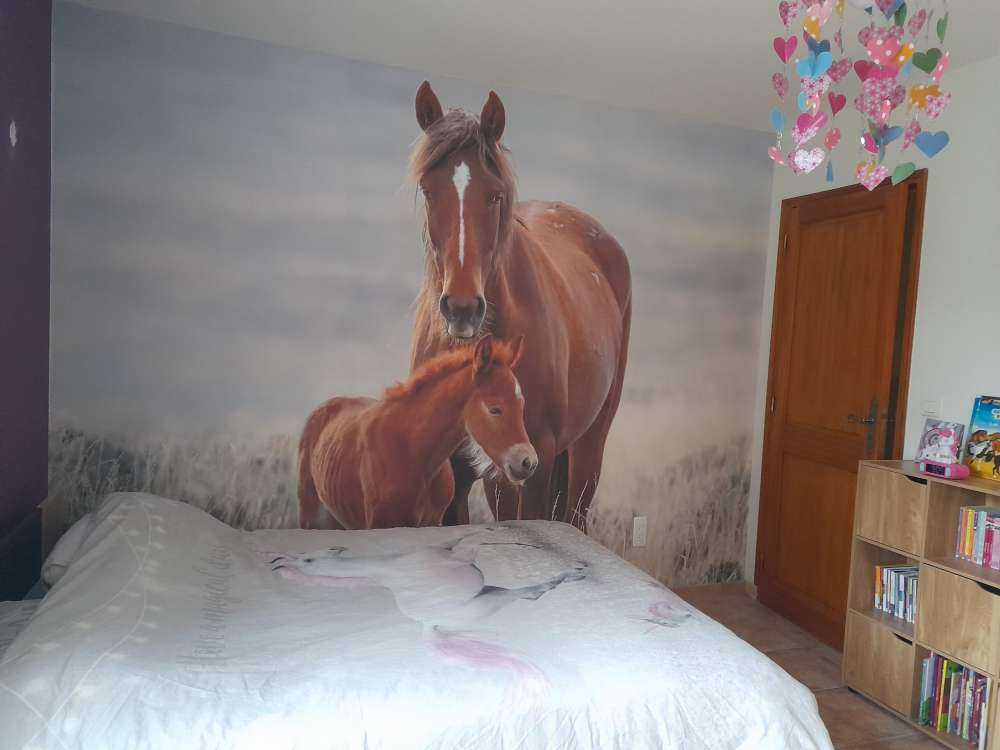 Chevaux sauvages