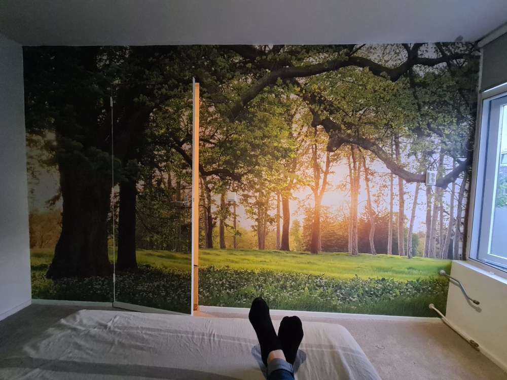 Espace ouvert dans la forêt