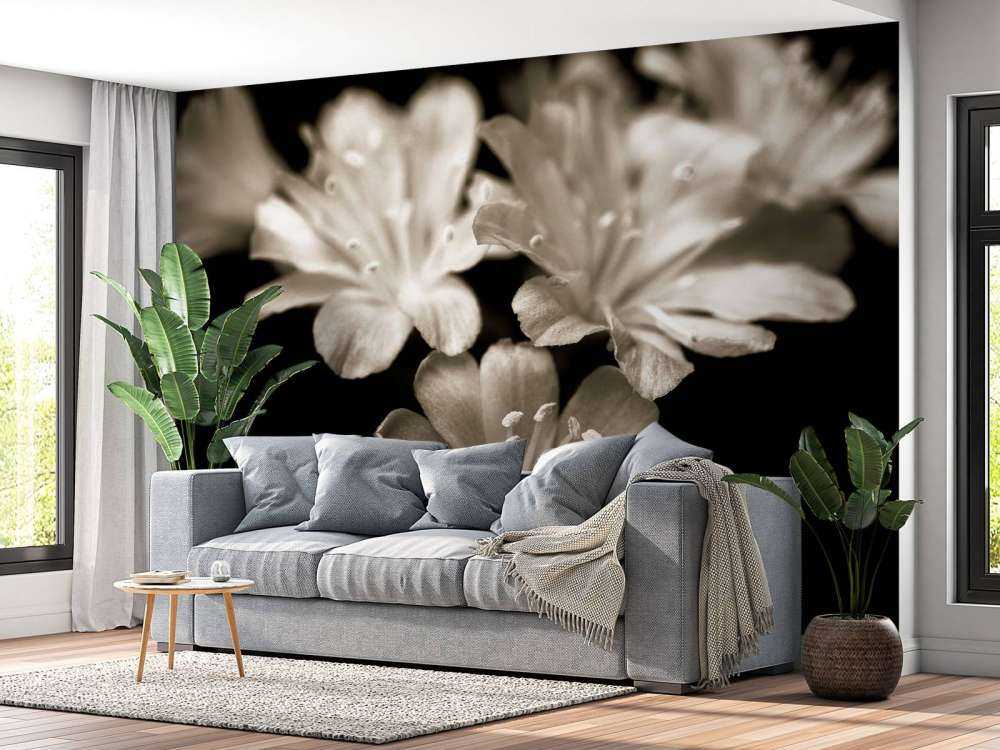 Fleur de lewisia en gros plan