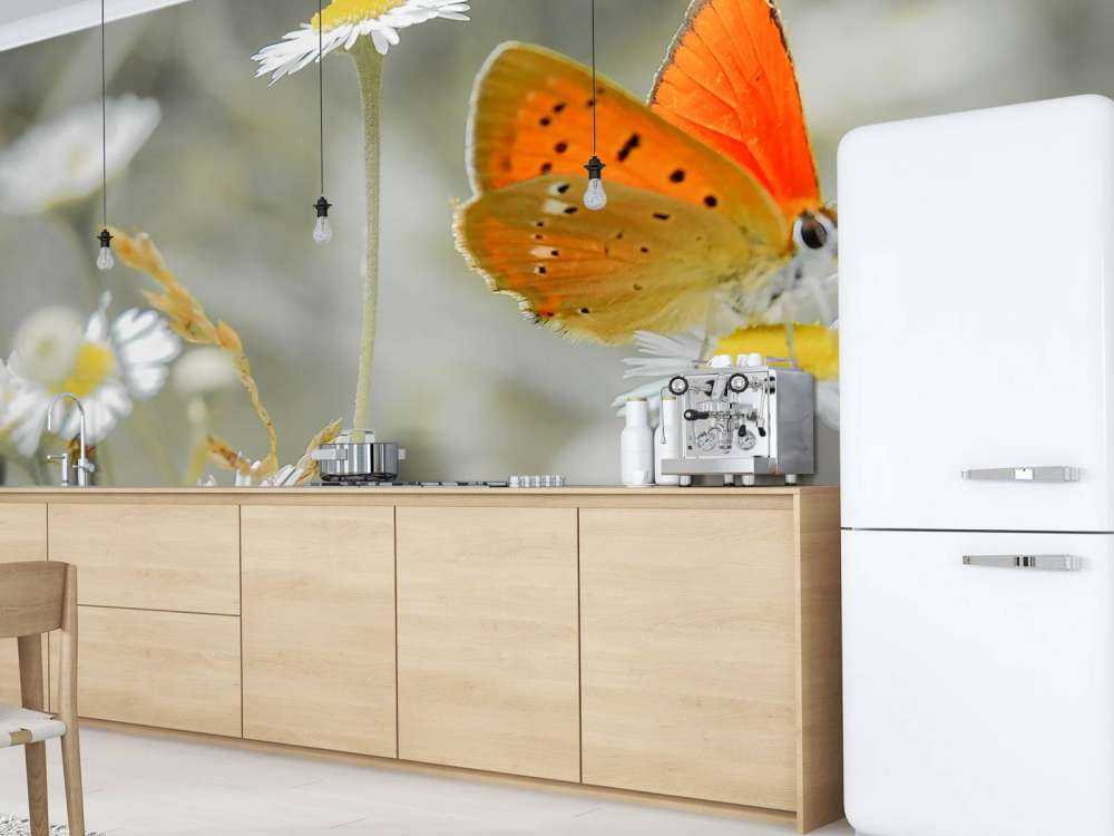 Marguerites et papillon orange