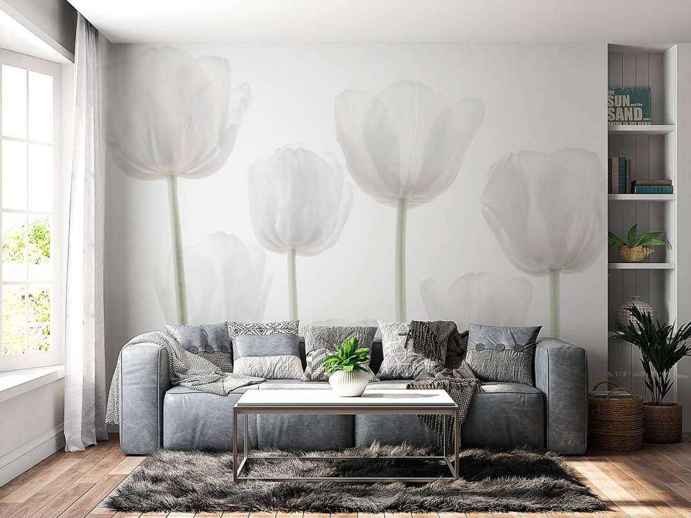 Tulipes blanches