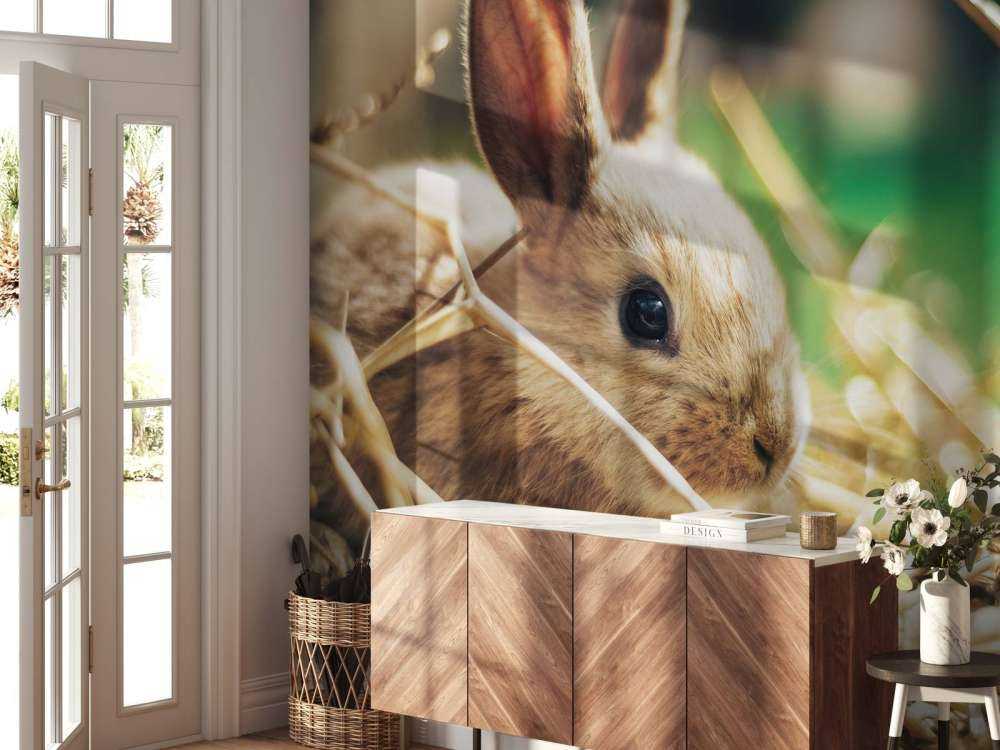 Lapin dans la paille