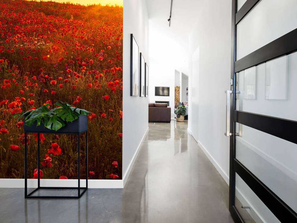 Des coquelicots sur une colline