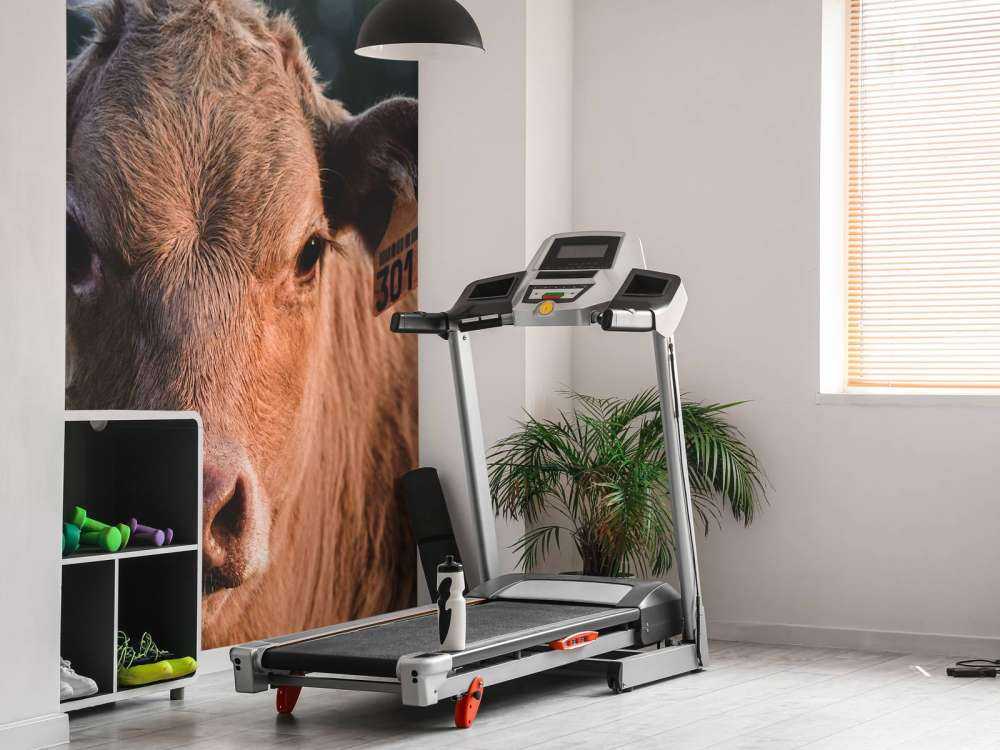 Gros plan sur la vache