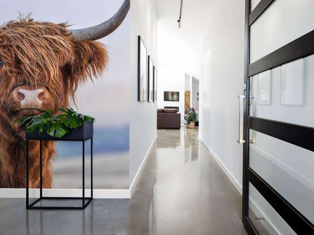 Le Highland écossais en vedette