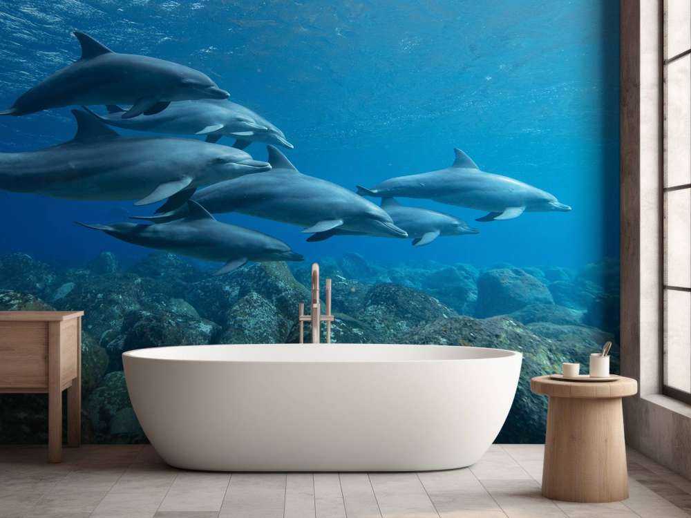 Dauphins et rochers