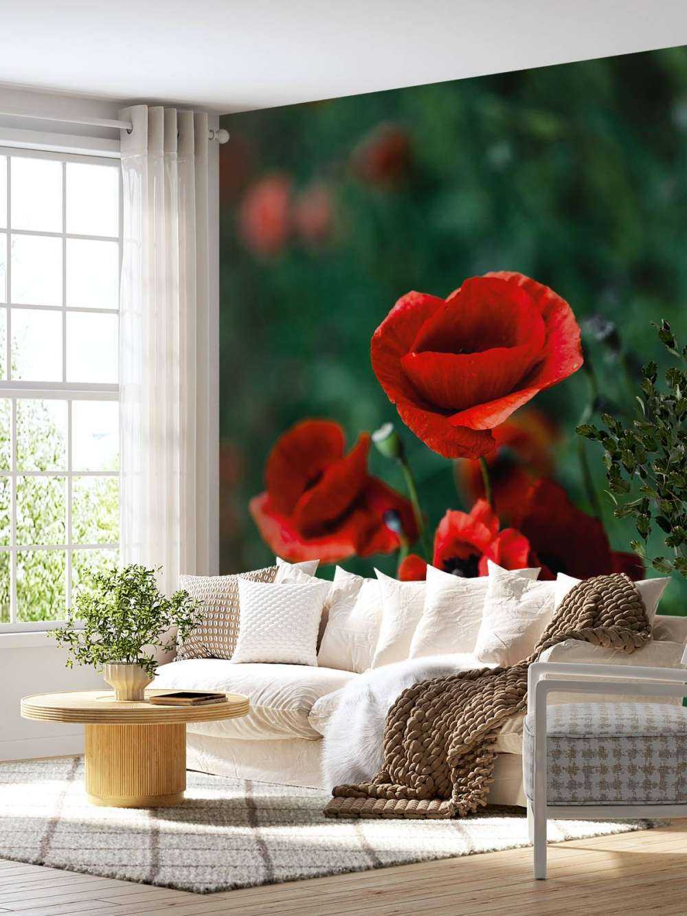 Coquelicots et herbe