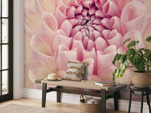 Dahlia en gros plan