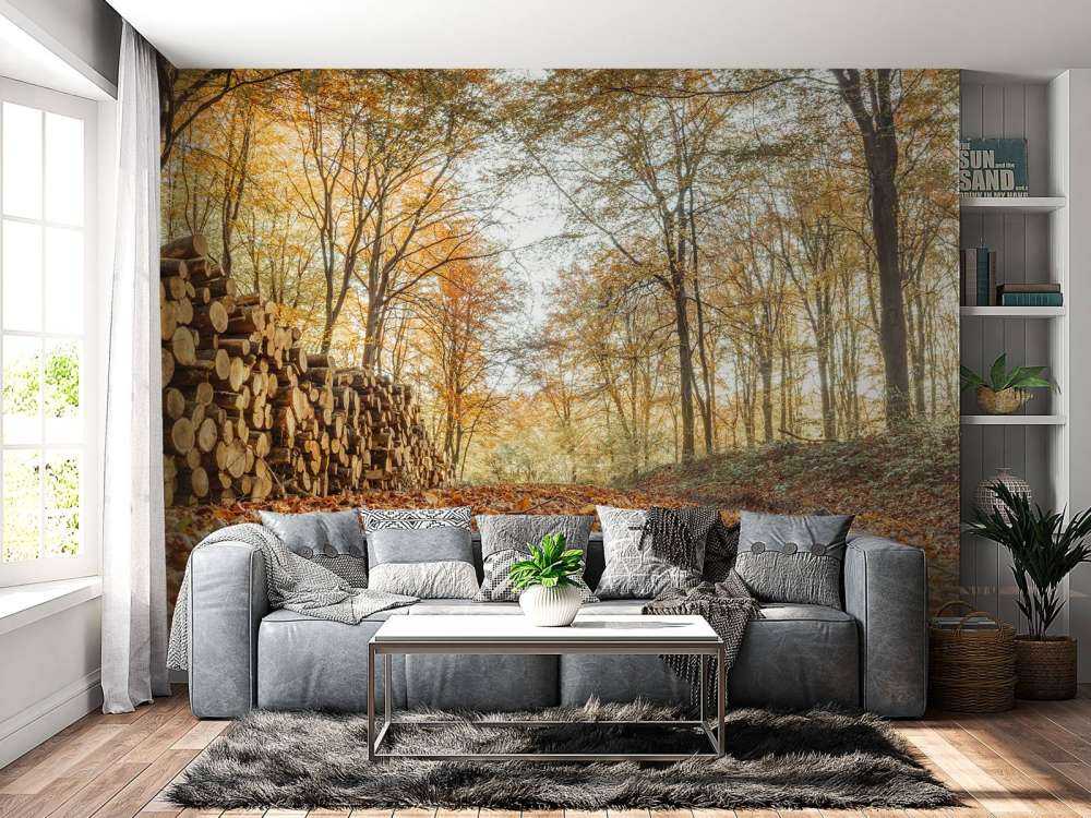 Troncs d'arbres dans la forêt d'automne