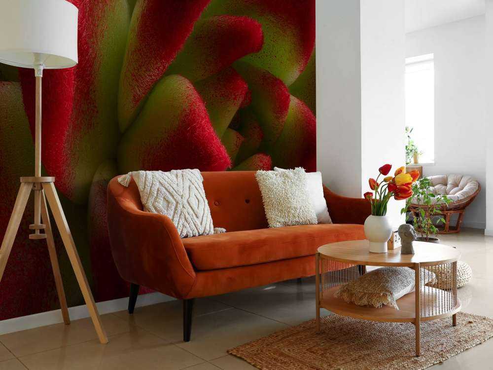 Cactus rouge
