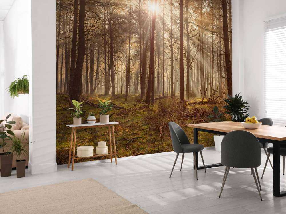 Forêt avec de grands arbres