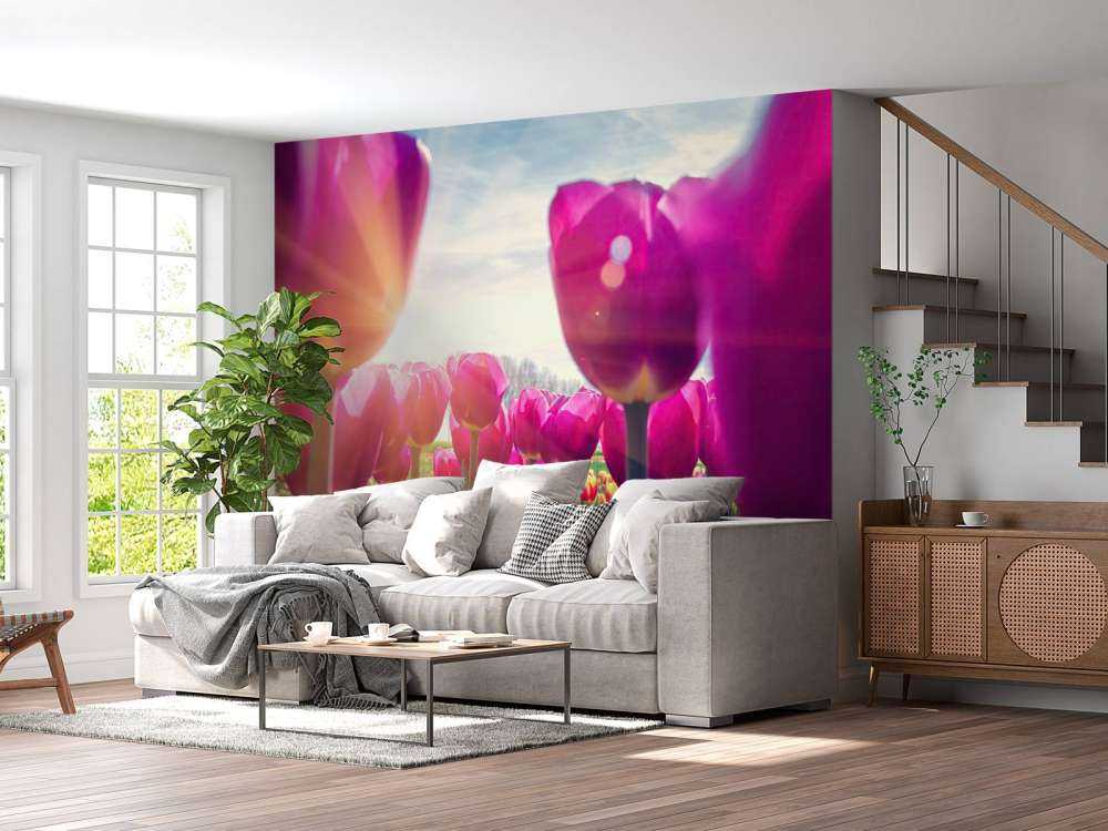 Tulipfield rose