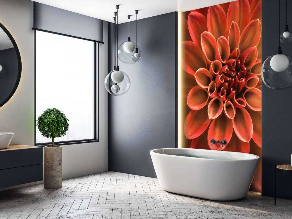 Dahlia coloré
