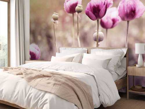 Coquelicots roses