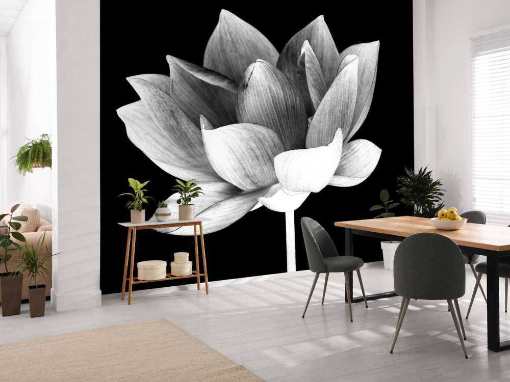 Lotus menotté