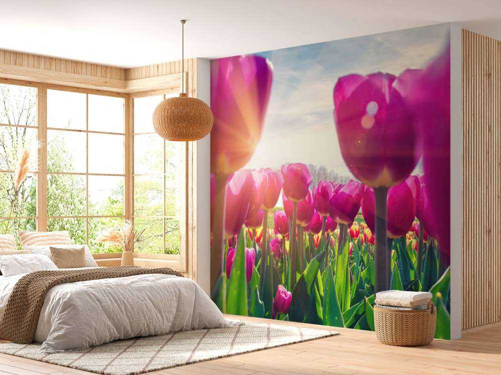 Tulipfield rose