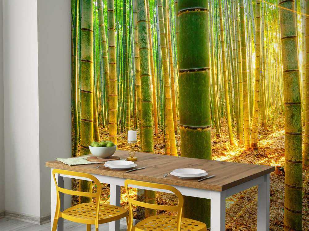 Forêt de bambous au lever du soleil