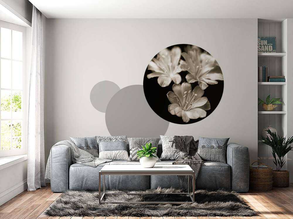 Fleur de lewisia en gros plan