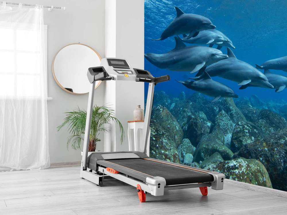 Dauphins et rochers