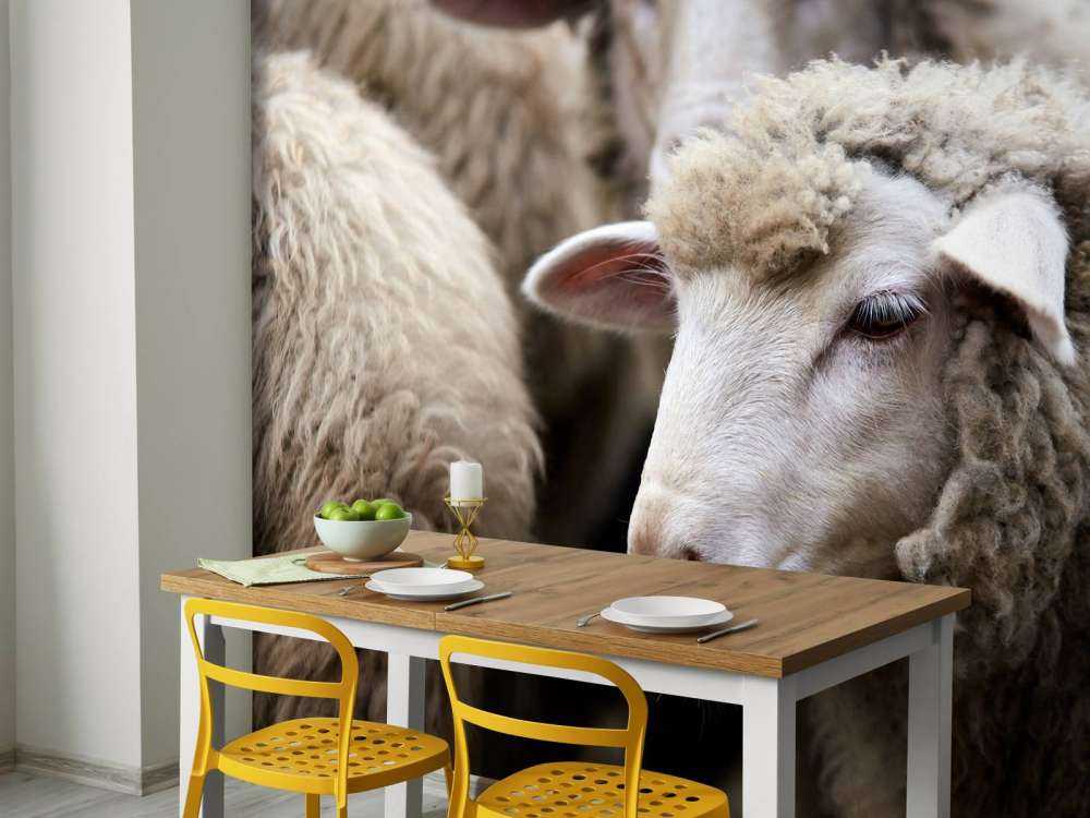 Mouton en gros plan