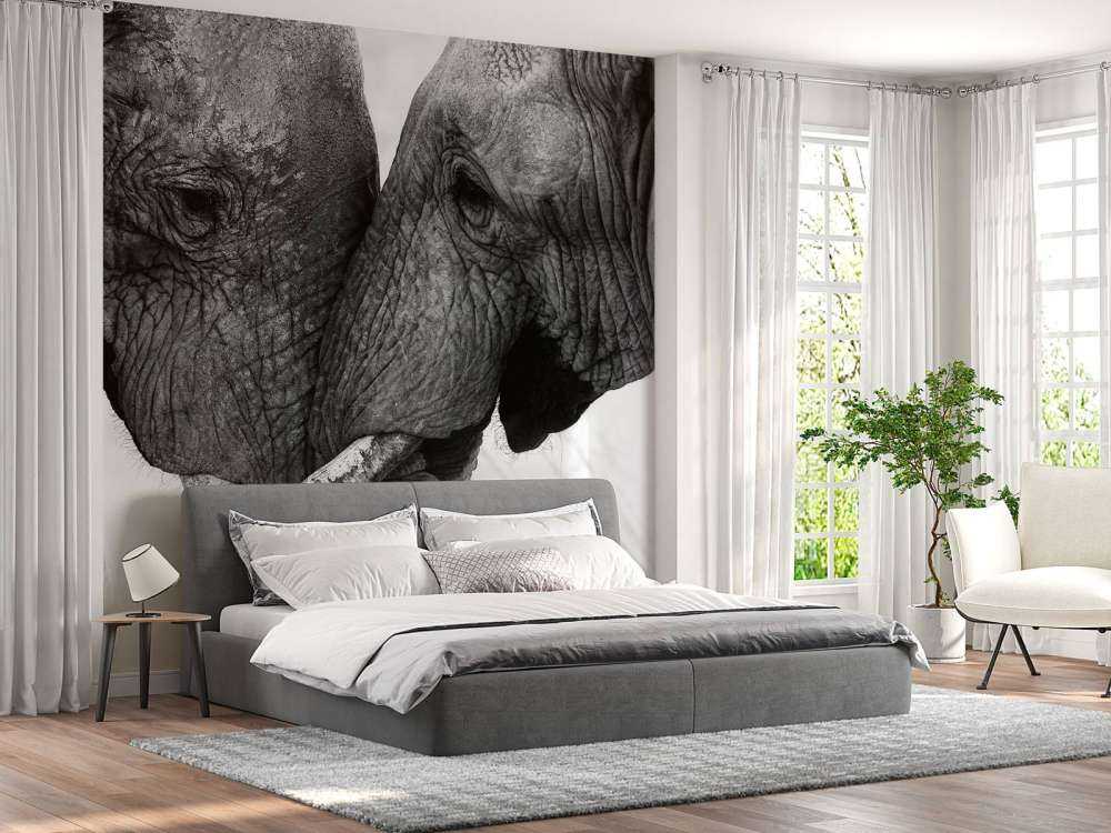 Photo fond d'écran éléphants