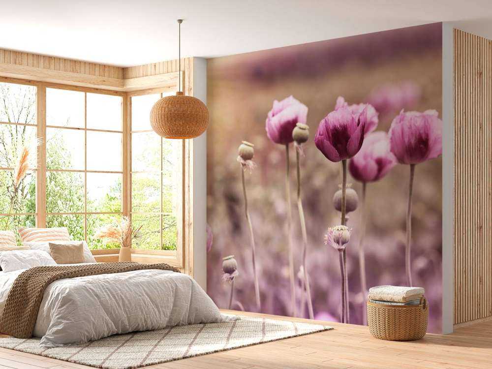 Coquelicots roses