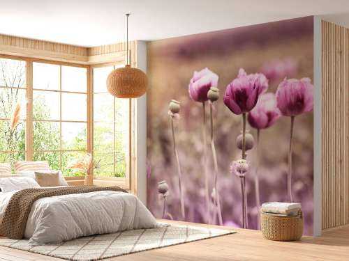 Coquelicots roses