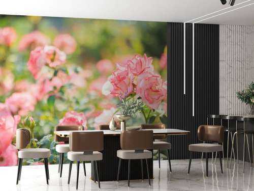 Rosier rose clair