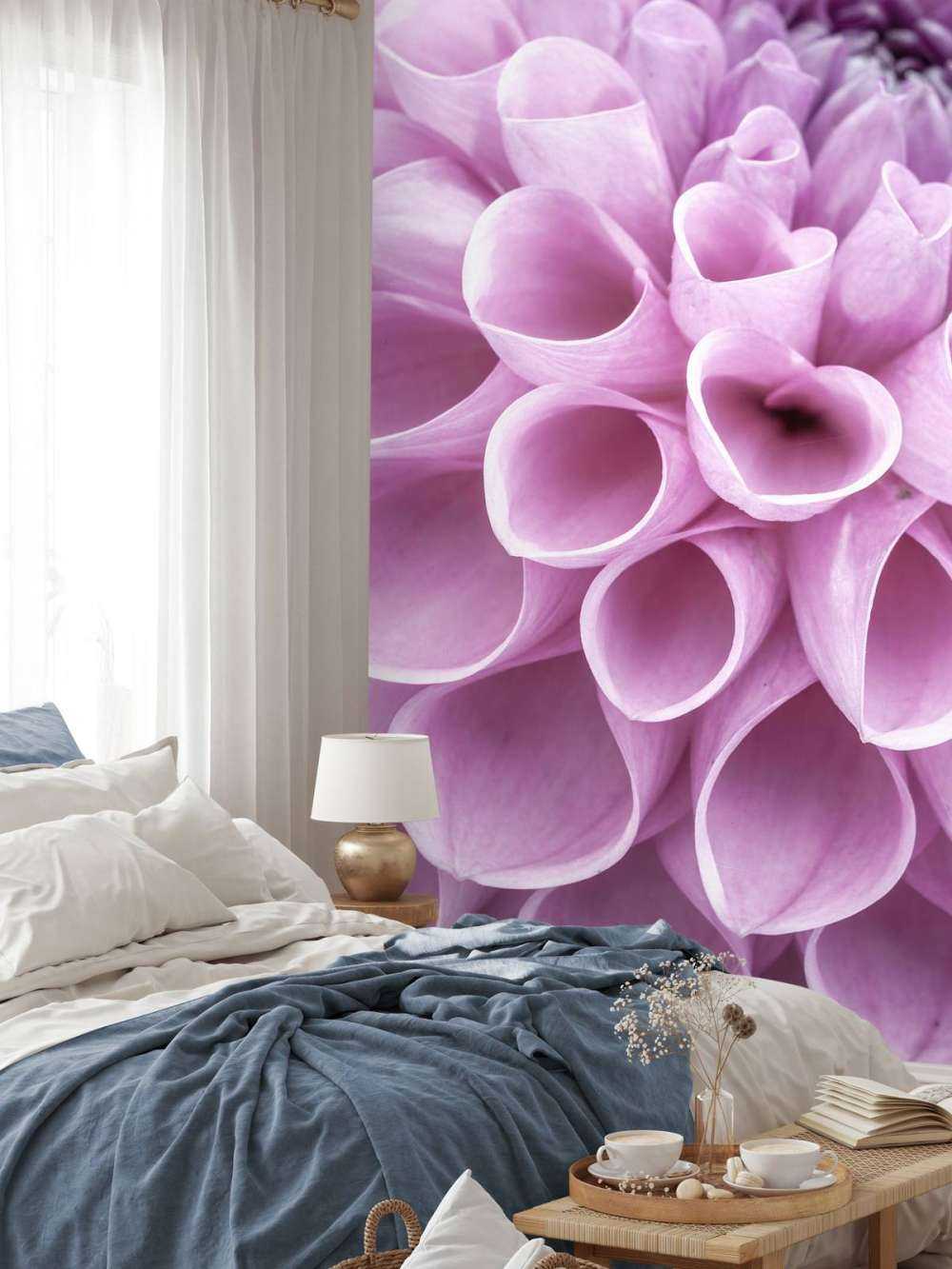 Dahlia mauve