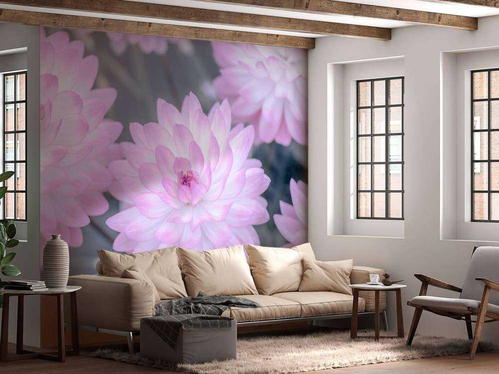 Rose fleur de dahlia