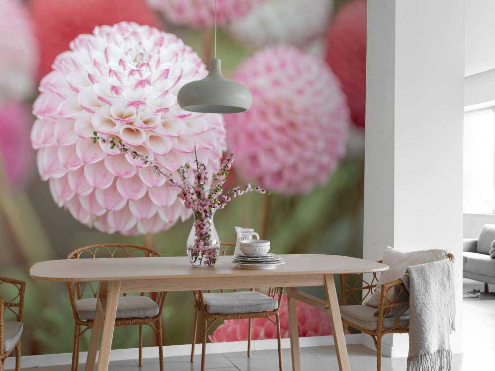 Fleurs de dahlia roses