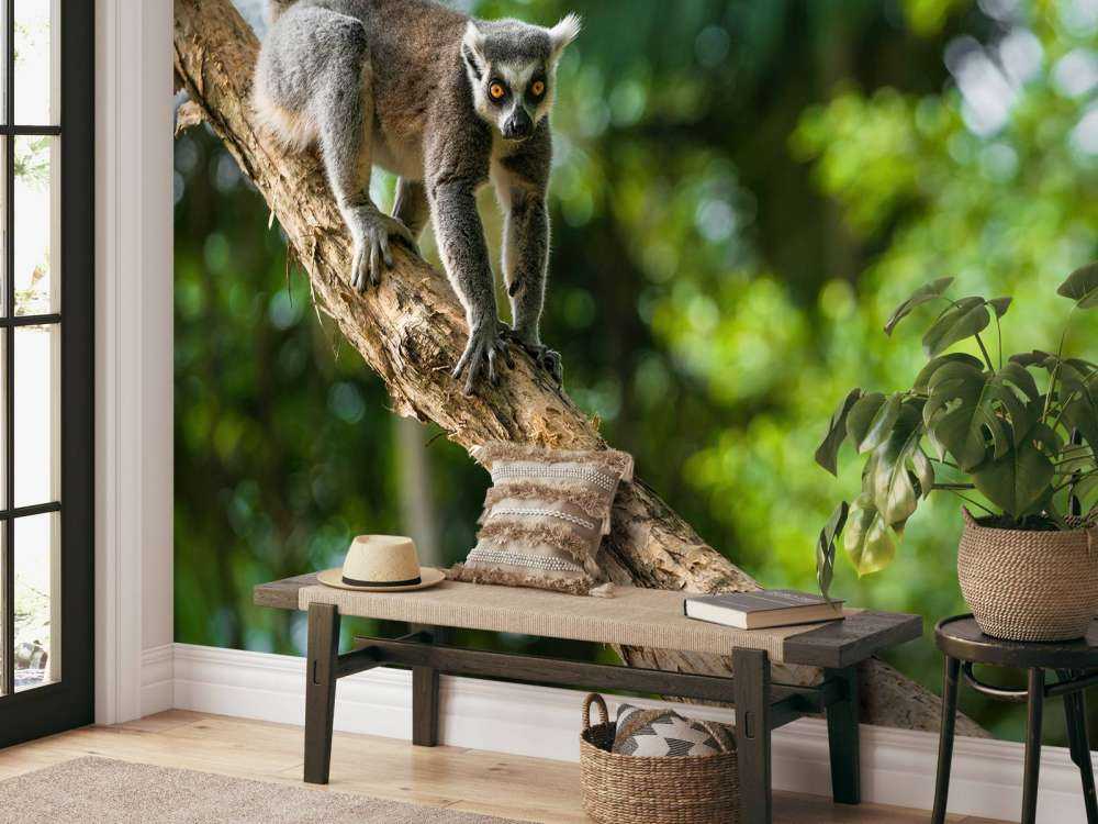 Lémurien dans un arbre