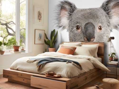 Photo d'un koala