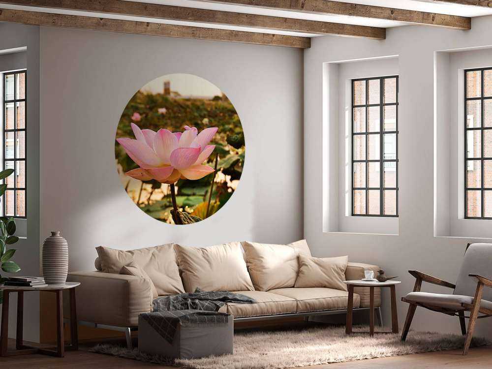 La fleur de lotus rose