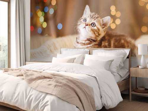 Une jolie chat