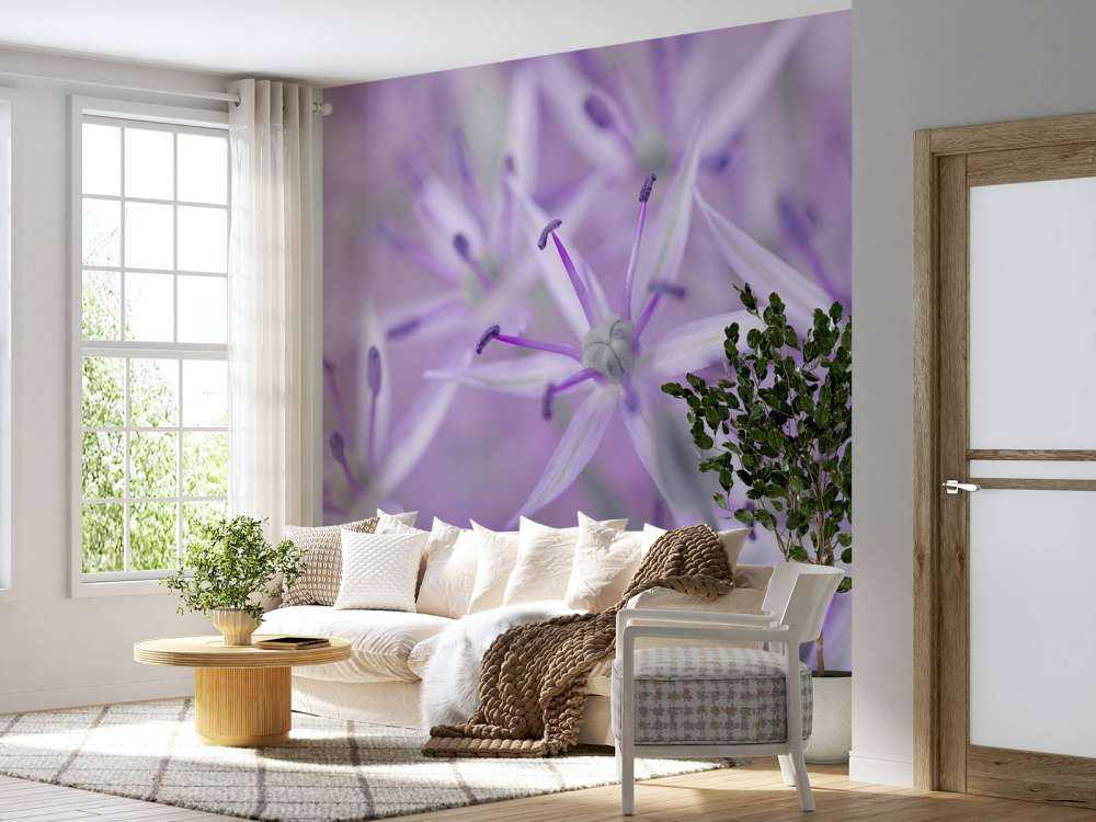 Fleurs d'allium pourpres