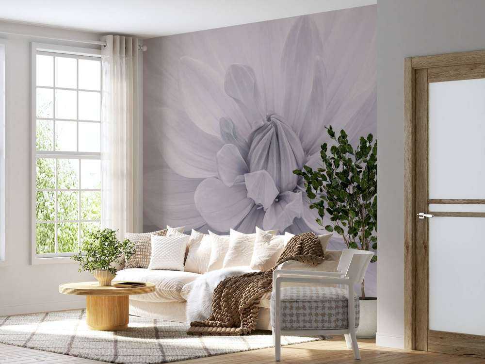 Fleur de dahlia blanc
