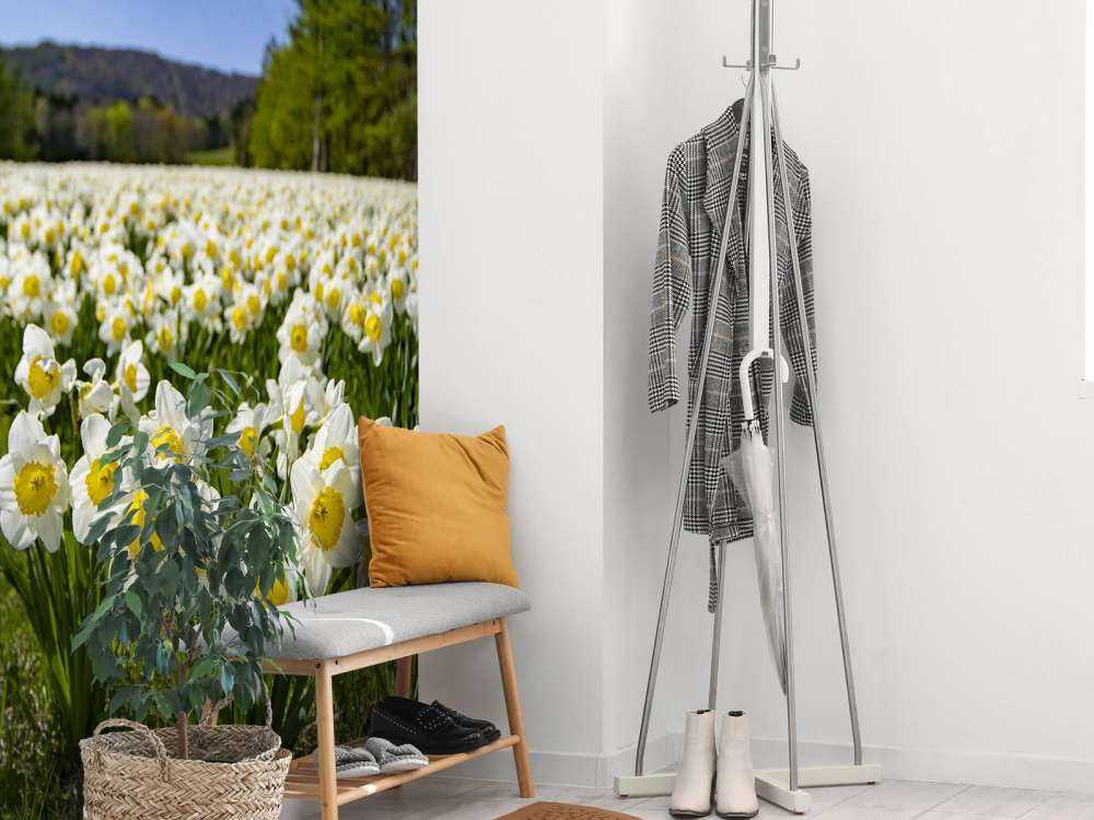 Jonquilles blanches