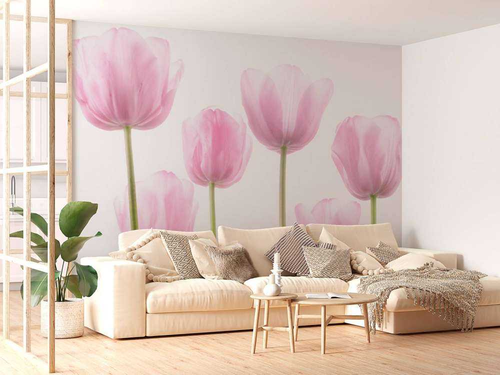 Tulipes roses