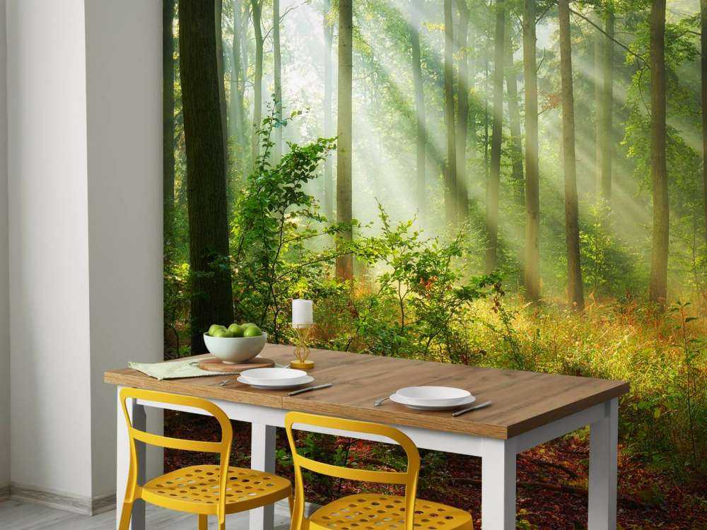Belle matinée en forêt