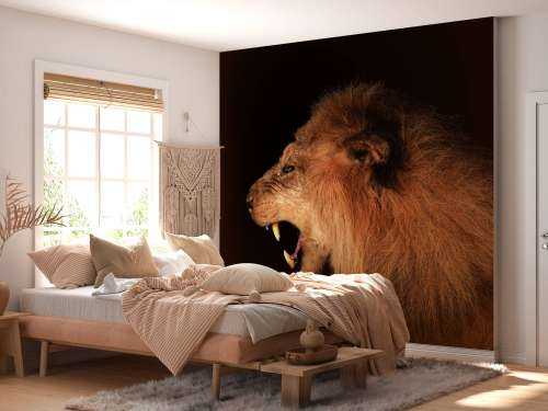 Lion rugissant