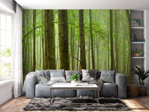 Forêt de hêtres